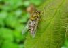 Syrphus sp.